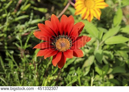 Colorful Red Gazania Linearis Flowers In The Garden In Spring