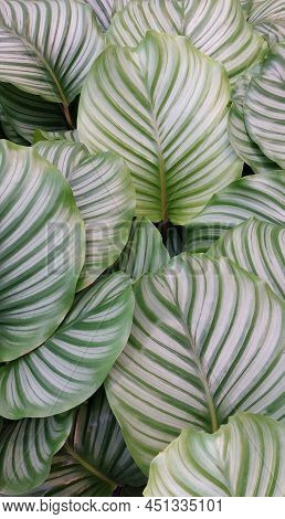 Calathea Orbifolia, Tropical Houseplant Room Decor. Close Up