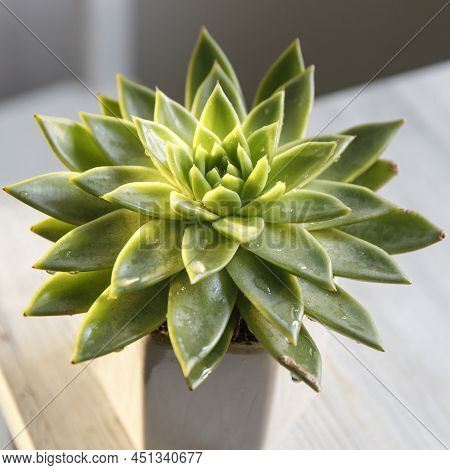 Echeveria In A Beautiful Ceramic Pot On A Beige Table In The Kitchen As An Interior Decoration .plac