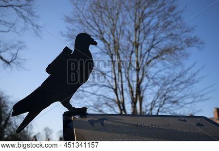 Grantham, England- March 10, 2022. Carrier Pigeon Close Up With Message Silhouette In Wyndham Park N