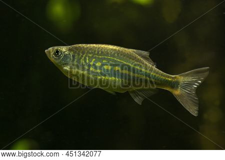 The Malabar Danio (devario Malabaricus) In Aquarium.