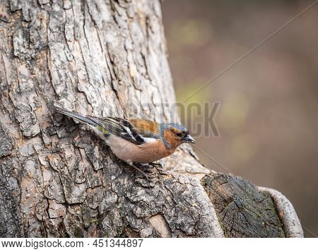 Common Chaffinch, Fringilla Coelebs, Sits On A Tree. Common Chaffinch In Wildlife.