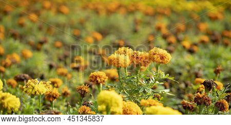 Flower Bed Of Marygold Flowers, Orange And Yellow. Selected Focus, Copy Space.