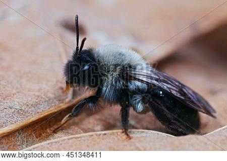 Detailed Lateral Closeup On A Female Grey-backed Mining Bee, Andrena Vaga, Sitting On A Dried Leaf
