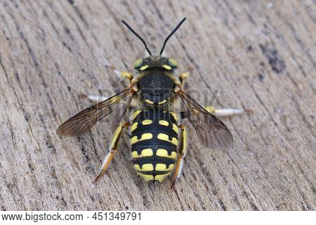 Dorsal Closeup On A Wasp Mimicking Solitary Bee, Anthidium Loti, Sitting With Open Wings On A Piece 