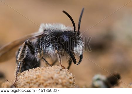 Lateral Closeup On A Male Grey -backed Mining Bee, Andrena Vaga On The Ground, Showing It's Massive 