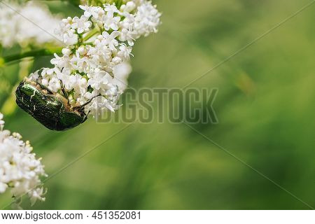 Close-up Of A Green Beetle On Small White Flowers. A Large Green Beetle With A Bronze Sheen On White