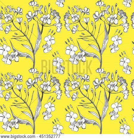 Seamless Pattern With Canola Flowers, Brunches, Rapeseed, Hand Drawn Illustration, Graphic Sketch