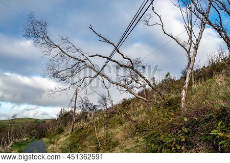 Tree Fallen On Power And Communication Line After The Storm