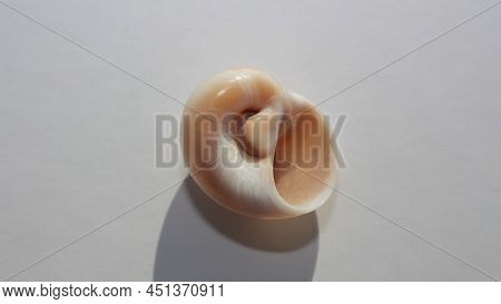 Seashell Of Sea Snail Nassa Mud Snails Or Dog Whelks (tritia Neritea) On A Neutral Background. Place