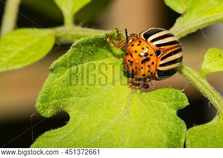 A Close Up Of An Insecticide Resistant Colorado Potato Beetle - Leptinotarsa Decemlineata