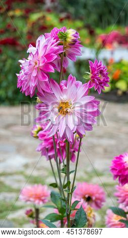 Red And White Dahlia. Dahlia Pinnata, With The Common Name Garden Dahlia. (pinnata Cav.)