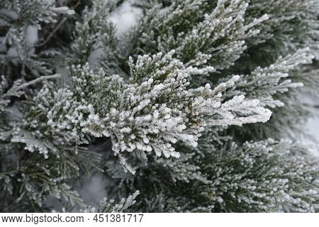 Dense Hoar Frost On Branches Of Juniper In Mid January