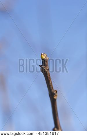 Common Fig Branch With Bud Against Blue Sky