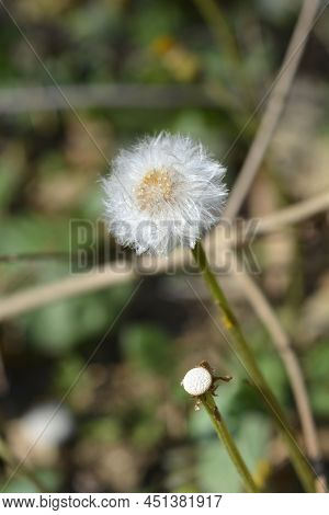 Coltsfoot White Seed Head In The Spring