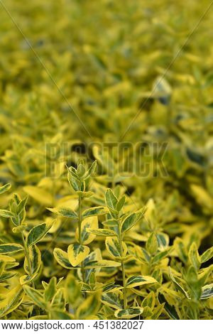 Wintercreeper Emerald And Gold Yellow And Green Leaves