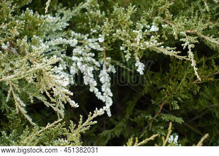 Leafage Of Juniper Covered With Hoar Frost In Mid January