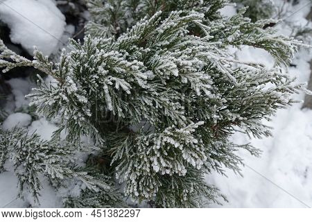 Snow And Hoar Frost On Branches Of Juniper In Mid January