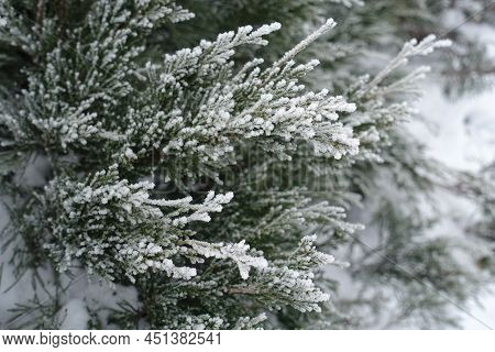 Twigs Of Juniper Covered With Hoar Frost In Mid January