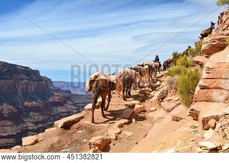Mule Pack Train Climbes From The Bottom Of The Grand Canyon. South Kaibab Trail