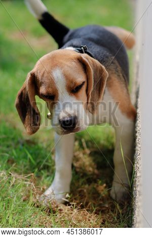 Close-up Of Dog Peeing. Beagle Dog Peeing On The Wall. Dog Peeing In The Park. Urinating.
