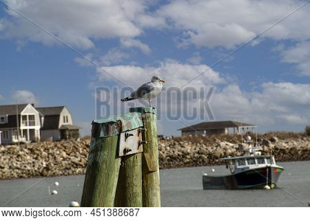 Seagull At The Peir In Newhampshire On A Winters Day