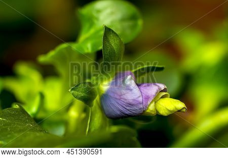 Garden Pansy, Flower Viola Wittrockiana Gams, Flower Bud