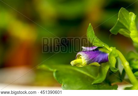 Garden Pansy, Flower Viola Wittrockiana Gams, Flower Bud