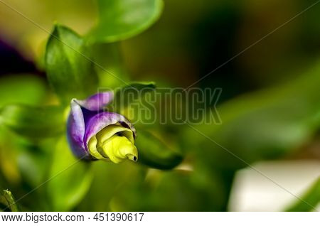Garden Pansy, Flower Viola Wittrockiana Gams, Flower Bud