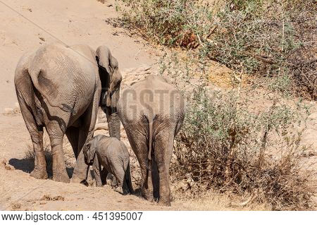 Two Adult African Desert Elephant - Loxodonta Africana- And Their Calf Wandering In The Desert In No