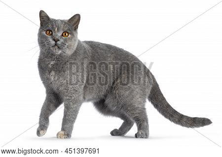 Adult Tortie British Shorthair Cat, Standingside Ways. Looking Towards Camera With Mesmerizing Orang