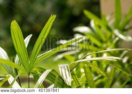 The Leaves Of The Raphis Palm Plant Are Green With Finger-shaped Leaves, The Background Of The Green