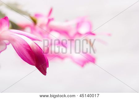 สมุนไพรในร่ม - ดอกไม้สีม่วง Zygocactus Buckleyi