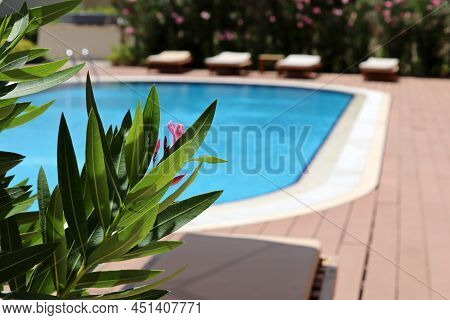 View Through The Oleander Flowers On The Swimming Pool And Deck Chairs. Vacation On Tropical Resort
