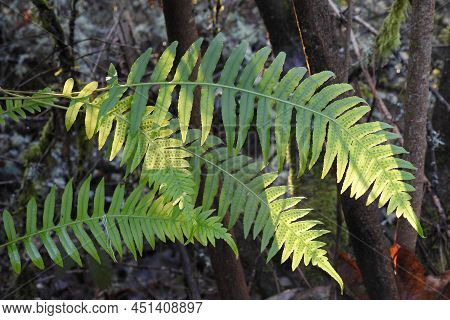 Licorice Fern, Polypodium Glycyrrhiza, Growing Wild On A Tree Trunk, In The Pacific Northwest, Orego