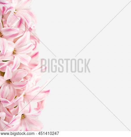 Flowers Composition. Pink, Rose Quartz Hyacinth On A White Background. Concept Spring Postcard, Gree