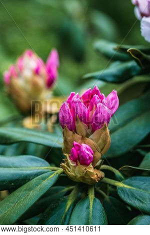 Rhododendron Rhyakushimanum Weissenteld Double Flowers In Garden