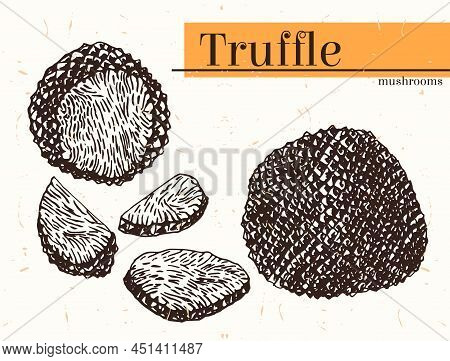 Vector Drawn Set Of Truffle Mushrooms. The Concept Of Expensive Delicatessen Mushrooms Whole, Cut In