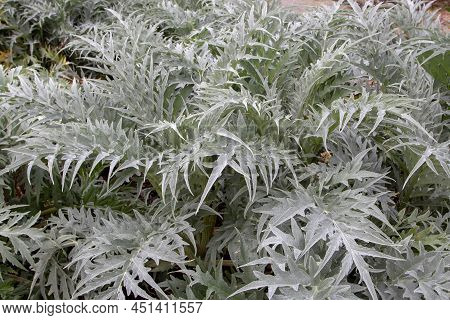 Artichoke Plant Silvery Leaves