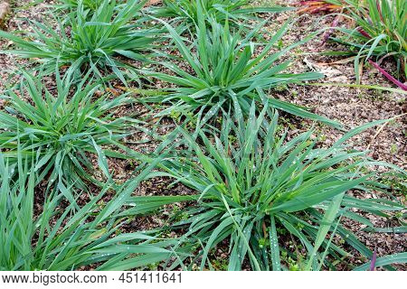 Common Oat Plants In The Tillering Stage.