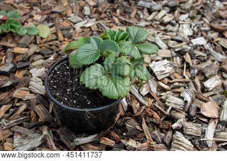 Garden Strawberry Plant In A Pot.