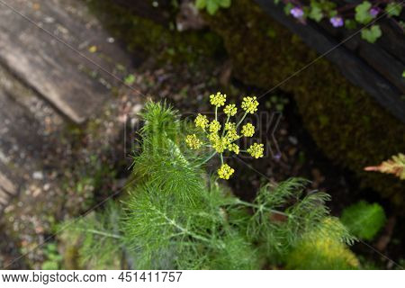 Spinach Plants At The Plantation. Leafy Green Vegetable.spinacia Oleracea.