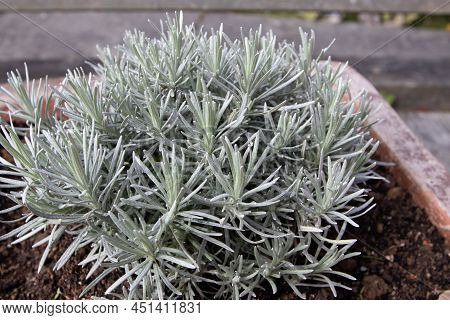 Lavandula Stoechas Or Spanish Or Topped Or French Lavender Plant