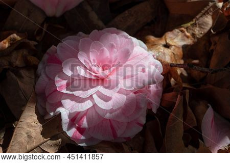 Fallen Camellia Flower Lit By The Sun Lies On The Ground In The Garden.