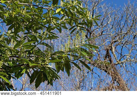 Prunus Laurocerasus Branches With Leaves And Flowers