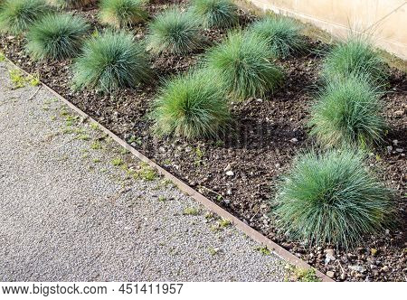 Festuca Glauca Or Blue Fescue Plants On The Flowerbed