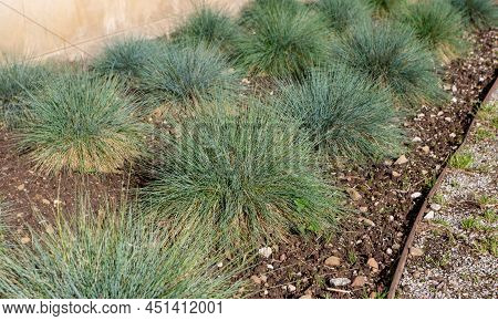 Blue Fescue Or Festuca Glauca Plants On The Flowerbed