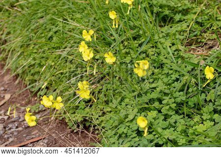 Oxalis Pes-caprae Or Bermuda Sorrel Plants