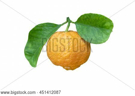 Spinach Plants At The Plantation. Leafy Green Vegetable.spinacia Oleracea.