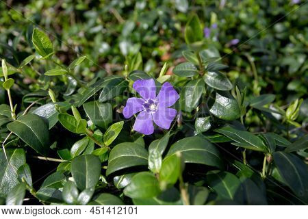Vinca Minor Or Lesser Or Dwarf Periwinkle Plant With Purple Flower
